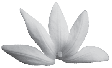 Mount Temehani, Raiatea — home of the Tiare Apetahi flower